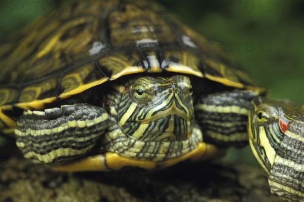 Red-Eared Terrapin (trachemys scripta elegans)