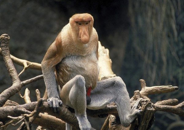PROBOSCIS MONKEY (nasalis larvatus), MALE SITTING ON BRANCH