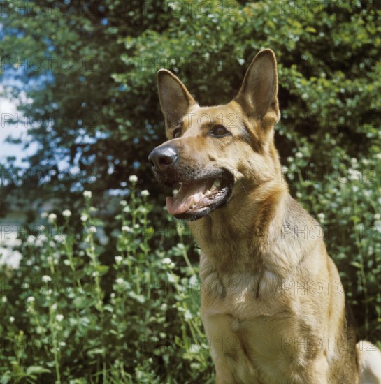 German Shepherd Dog, Portrait