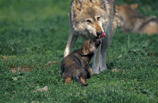 European Wolf (canis lupus), Mother with Pup
