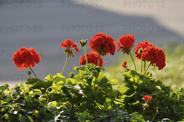 Red geraniums in a box, Pelargonium