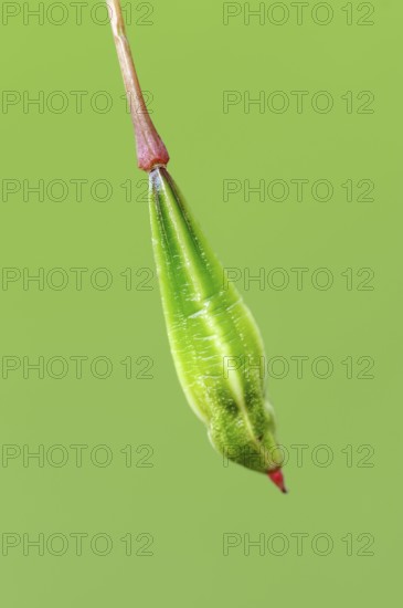 Himalayan Balsam (Impatiens glandulifera), seedhead, North Rhine-Westphalia, Germany, Indian