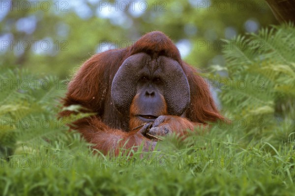 Sumatran orangutan, male (Pongo pygmaeus abelii), male