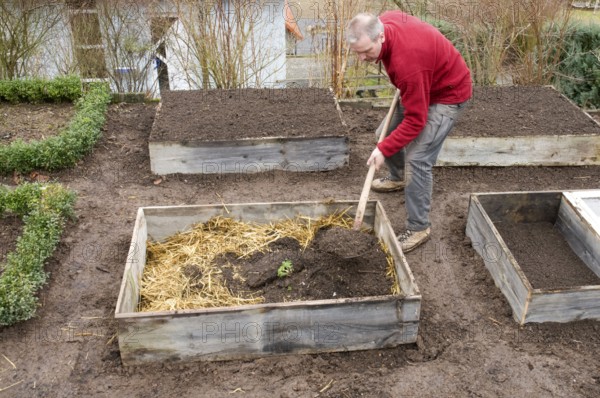 Cold frame, manure bed, straw, manure and soil is filled in