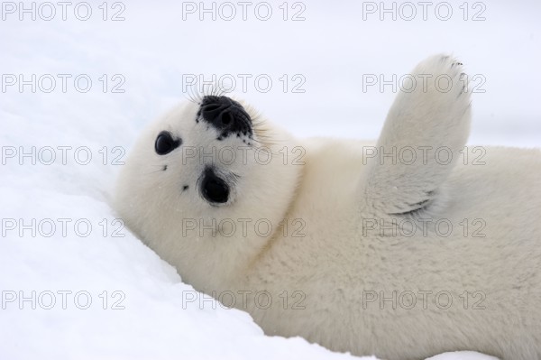 Harp Seal (Pagophilus groenlandicus) young, whitecoat, 4 to 14 days, Gulf of St Lawrence, Magdalen