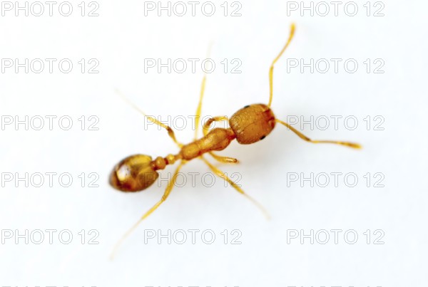 Pharaoh ant (Monomorium pharaonis), ant, ants