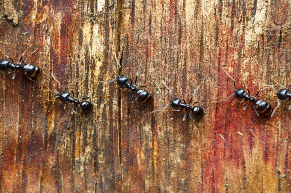 Lasius fuliginosus (Lasius fuliginosus), ant, ants, Schleswig-Holstein, Germany, Europe