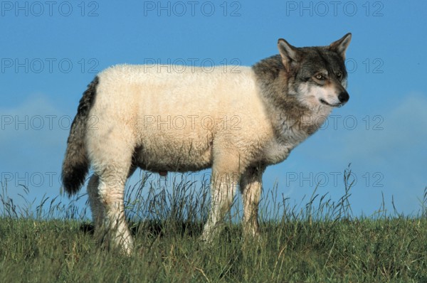 Wolf in sheep's clothing, mythical creature, sideways