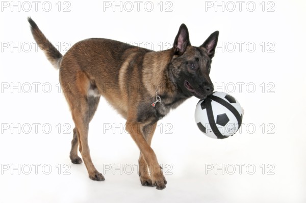 Malinois, Male, Young Dog, Mecheler, Belgian Shepherd, Young Dog, Ball, Toys