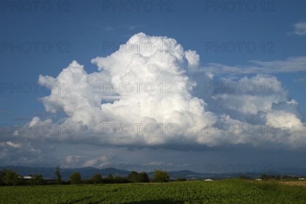 A large cumulus cloud in midsummer over a sugar beet field, in the background the Bavarian Forest