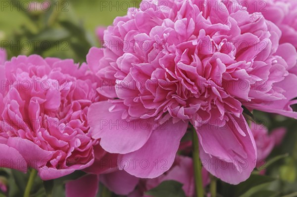 Macro close up view of beautiful pink Albert Crousse peonies Latin name Paeonia Lactifora Albert