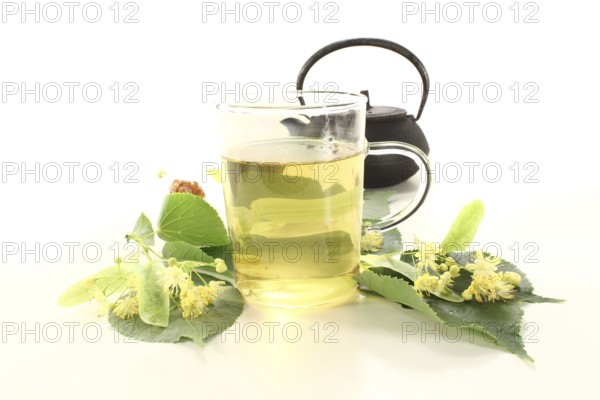 Fresh lime blossom tea with flowers against a light background