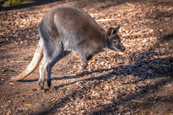 Wallaby kangaroo (Macropodidae) in its natural environment, Eisenberg, Thuringia, Germany, Europe