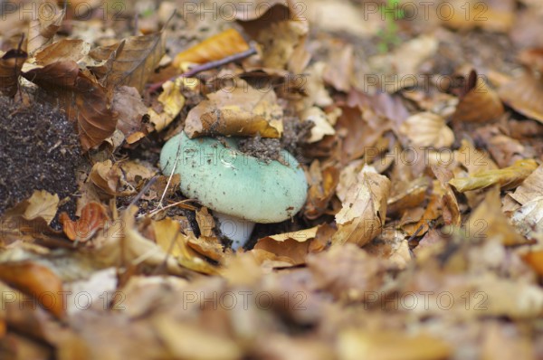 Green brittlegill, Russula virescens, green brittlegill, Russula virescensin in autumn forest