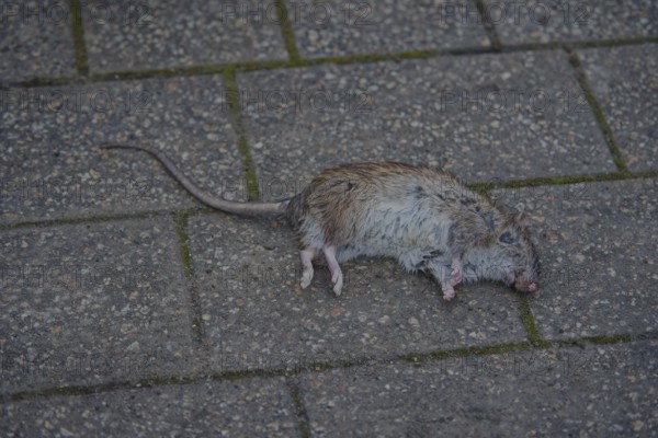 Dead Norway rat (Rattus norvegicus), food pest, disease vector, neozoon, rodent, rat, Schwäbisch