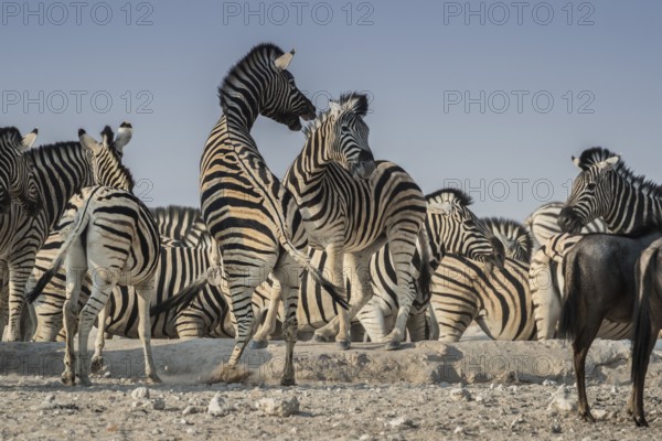 Steppe zebras (Equus burchelli) fighting, Etosha National Park, Namibia, Africa