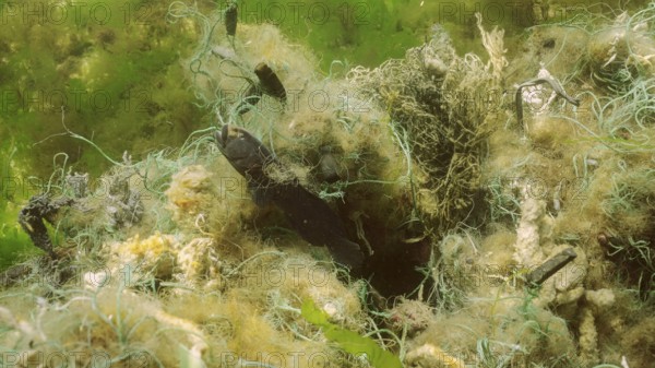 Dead Goby fish in lost fishing net lies on seabed on bright sunny day in Black sea, Ghost gear