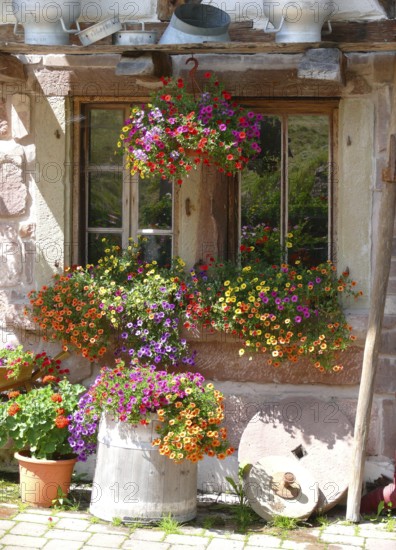 Poppeltal, Enzklösterle, Black Forest, Poppelhof, petunias blooming at the window outside