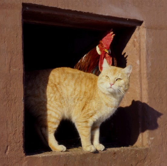 Wildcat (Felis silvestris) forma catus, red-cream with cock (Gallus gallus domesticus)