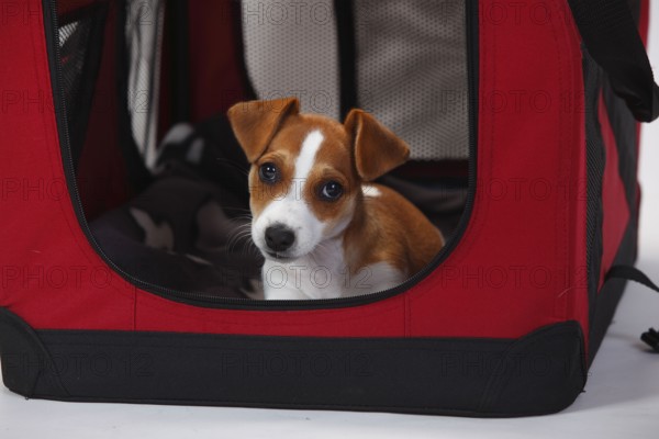 Jack Russell Terrier, puppy, 9 weeks, bitch, in open kennel, transport box, box, fabric box