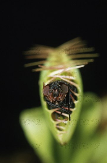 Venus flytrap, Venus flytrap, sundew family, carnivorous plants, CARNIVOROUS PLANT VENUS FLYTRAP