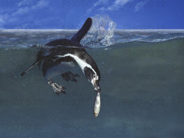 Humboldt Penguin (spheniscus humboldti), Adult fishing
