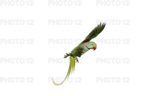 Alexandrian parrot (Psittacula eupatria), adult in flight against white background