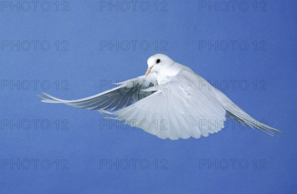 WHITE DOVE FLYING
