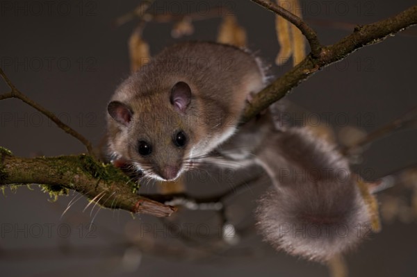 Edible or Fat Dormouse (Glis glis)
