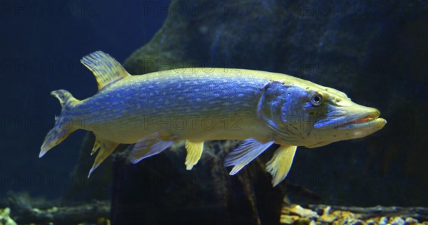Northern Pike (esox lucius), Adult Swimming in Freshwater Aquarium in France