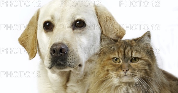 Yellow Retriever Labrador Female with Tortoiseshell Persian Domestic Female against White