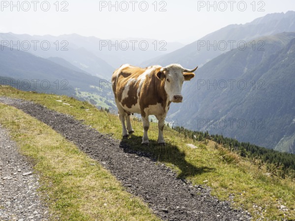 Cow on an alpine path, Mölltal in the background, Schareck mountain, Hohe Tauern National Park,