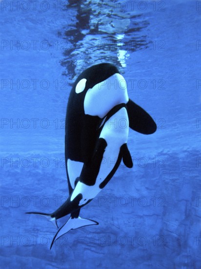 Killer Whale (orcinus orca), Female with Calf