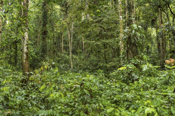 The Gunung Leuser National Park as part of the tropical Rainforest Heritage of Sumatra is a large,