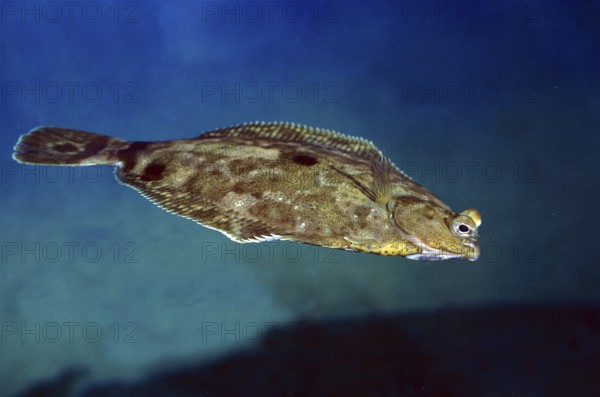 Turbot (scophthalmus maximus), Adult swimming