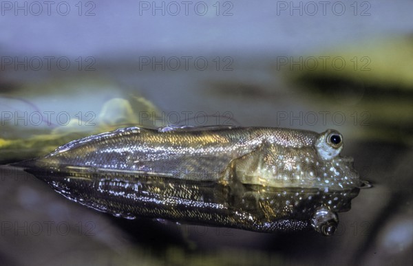 Mudskipper (periophthalmus) Adult standing at Surface