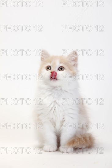 British longhair cat, cream white, kitten, 10 weeks, Highlander, Lowlander, Britanica, BLH