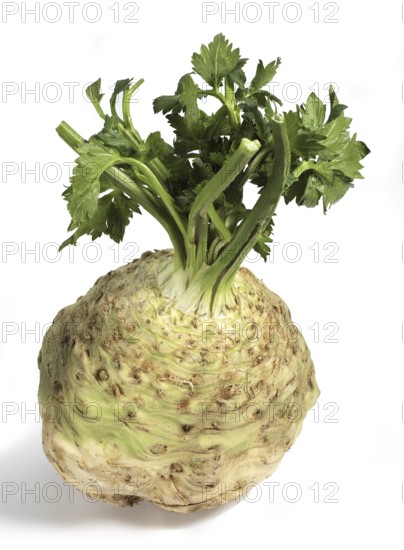 Root celery (apium graveolens), celeriac, umbelliferae, CELERIAC against white background