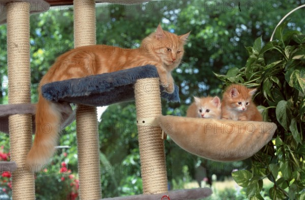 Norwegian Forest Cat with kitten, cat tree