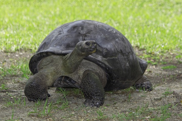 Giant Galapagos Tortoise (geochelone nigra), Adult