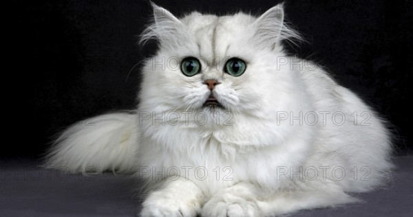 Chinchilla Persian Domestic Cat, Portrait of Adult with Green Eyes