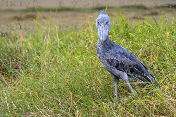 Shoebill (Balaeniceps rex), also Abu Markub, lurking for prey, Bangweulu Swamps, Zambia, Africa