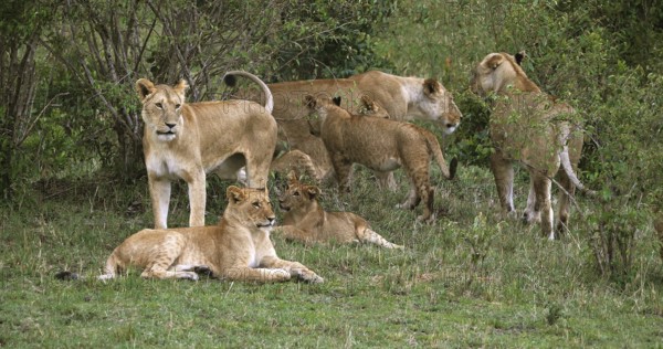 African Lion (panthera leo), Group standing in the Bush, Masai Mara Park in Kenya