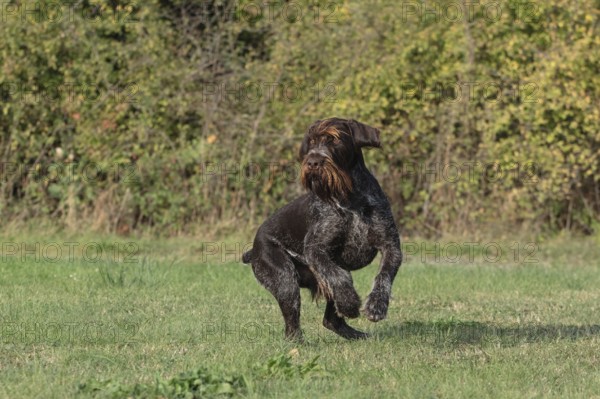 German Wirehair, hunting dog, pointing dog in a meadow, alert, Mecklenburg-Western Pomerania,