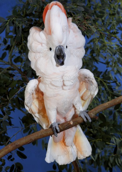 SALMON-CRESTED COCKATOO (cacatua moluccensis) OR MOLUCCAN COCKATOO, ADULT IN DEFENSIVE POSTURE