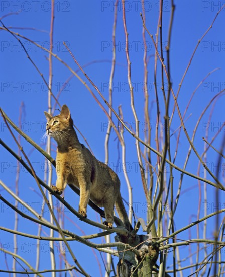 Abyssinian domestic cat
