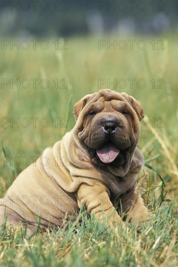 Shar Pei Dog, Pup sitting on Grass