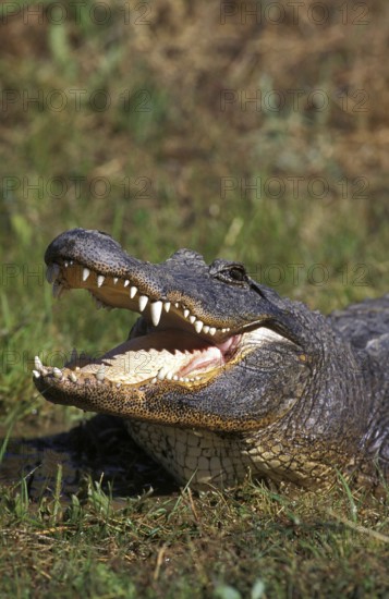 AMERICAN ALLIGATOR alligator mississipiensis, ADULT WITH OPEN MOUTH REGULATING BODY TEMPERATURE