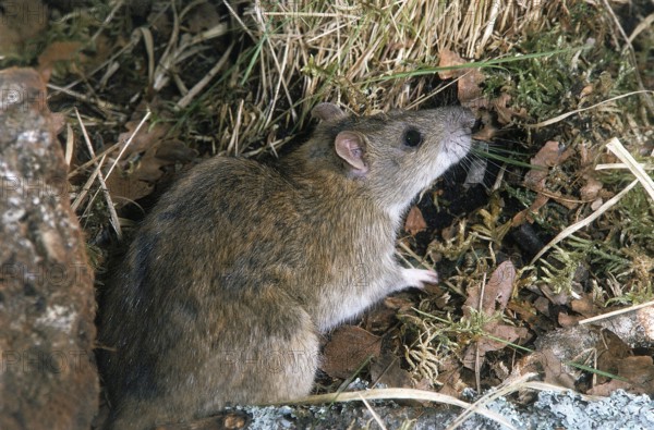 BROWN RAT (rattus norvegicus), ADULT