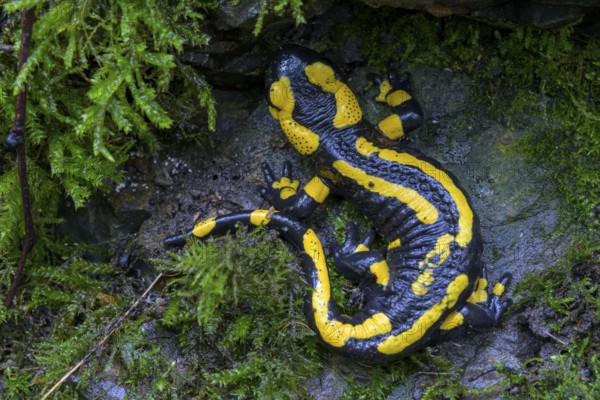 Fire salamander (Salamandra salamandra), Hesse, Germany, Europe